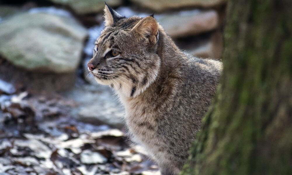 Bobcat