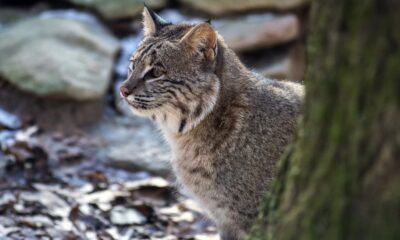 Bobcat