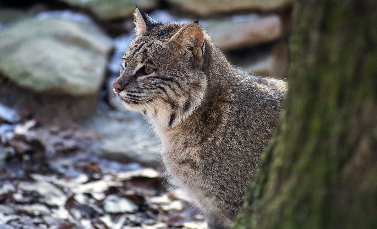 Bobcat